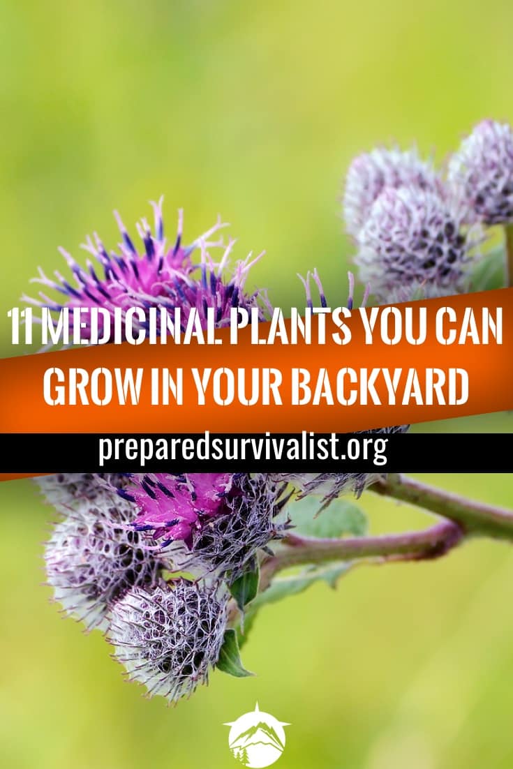 11 Medicinal Plants You Can Grow In Your Backyard