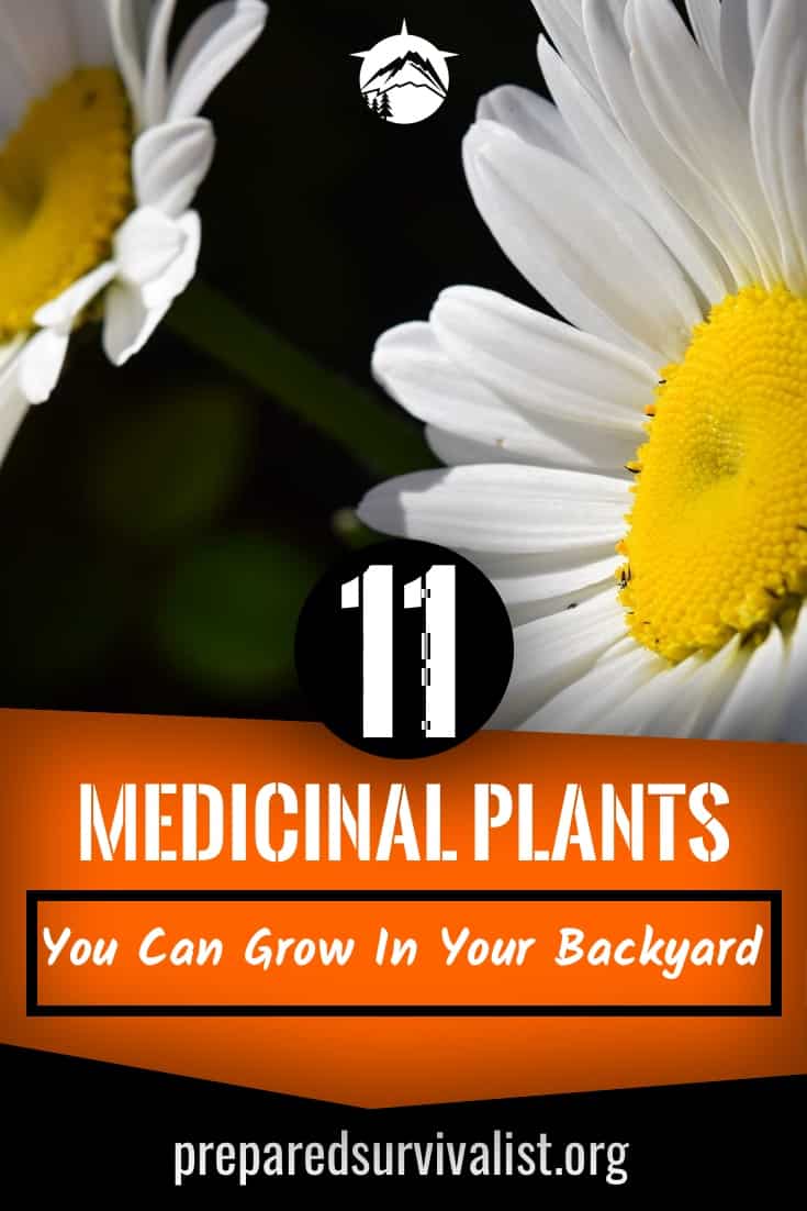 11 Medicinal Plants You Can Grow In Your Backyard