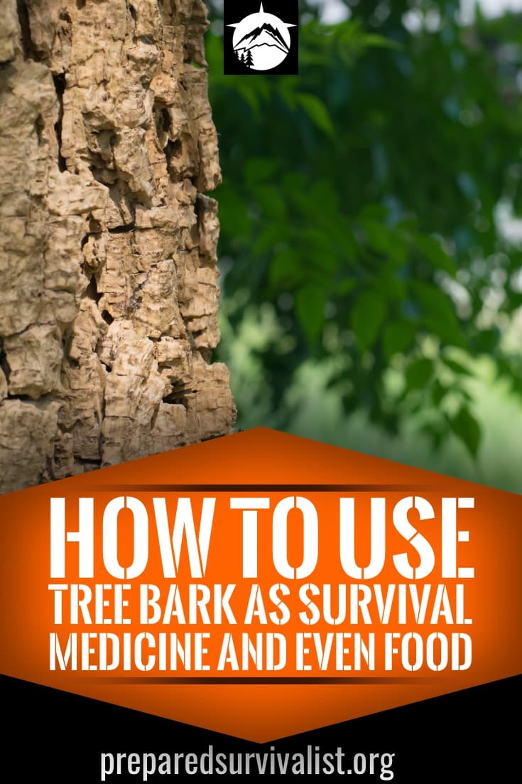 How To Use Tree Bark as Survival Medicine and Even Food