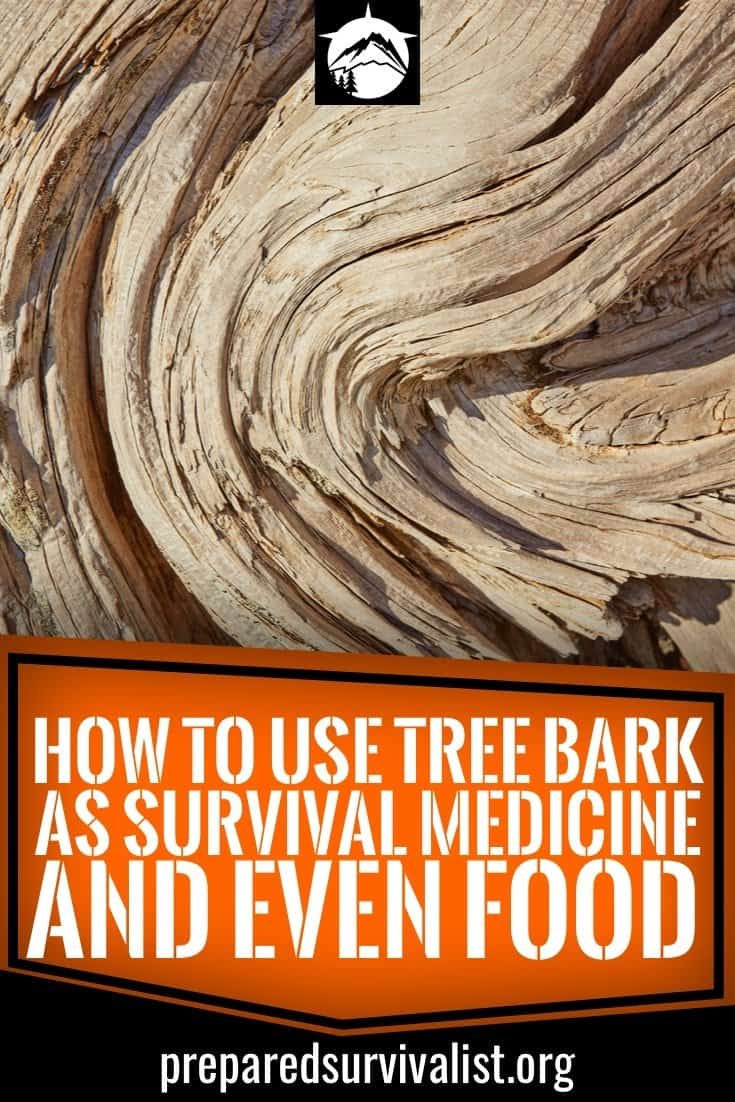 How To Use Tree Bark as Survival Medicine and Even Food