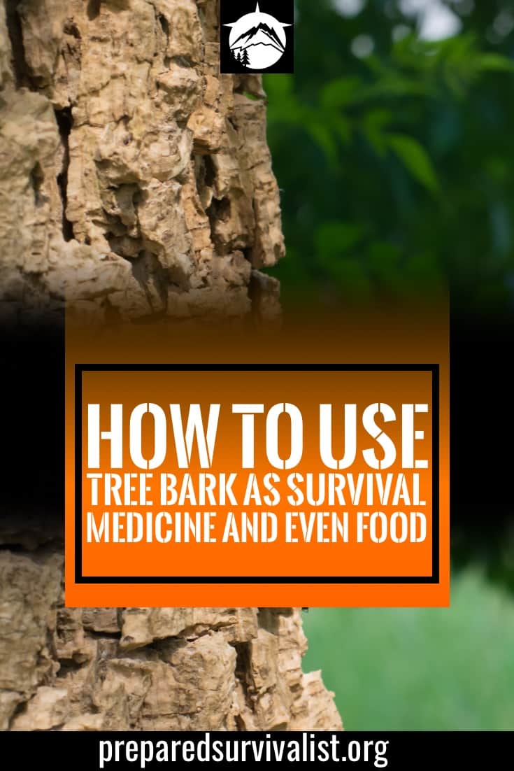 How To Use Tree Bark as Survival Medicine and Even Food