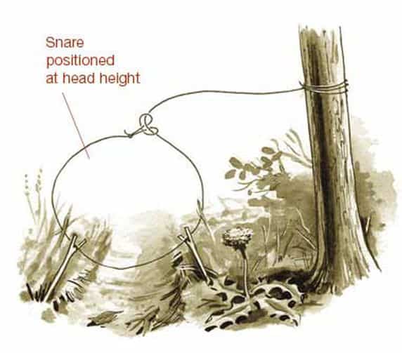 Primitive survival trap 